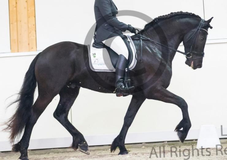 Gallery Photo of Norbit SPORT - #3